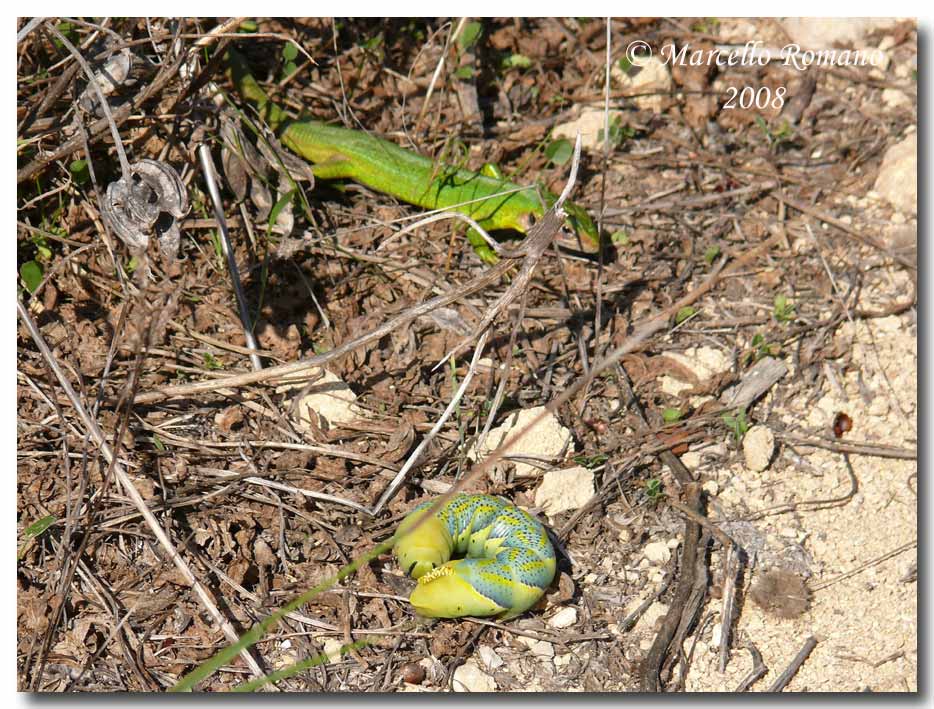 Bruco di Acherontia atropos vs Lacerta bilineata